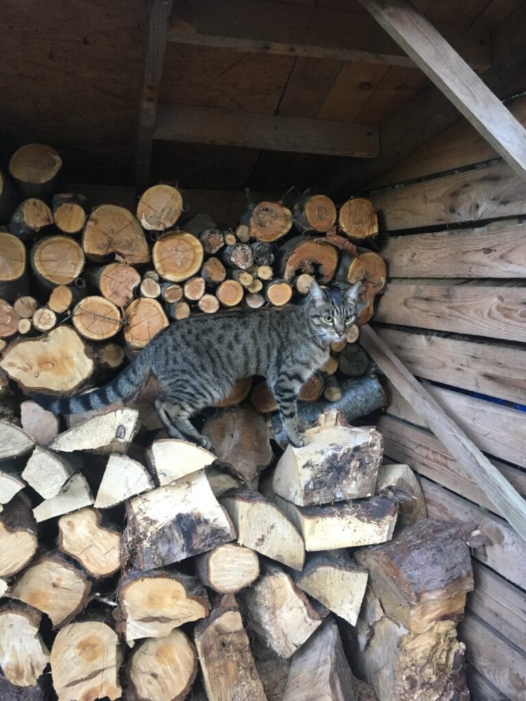 Bomber’s story
