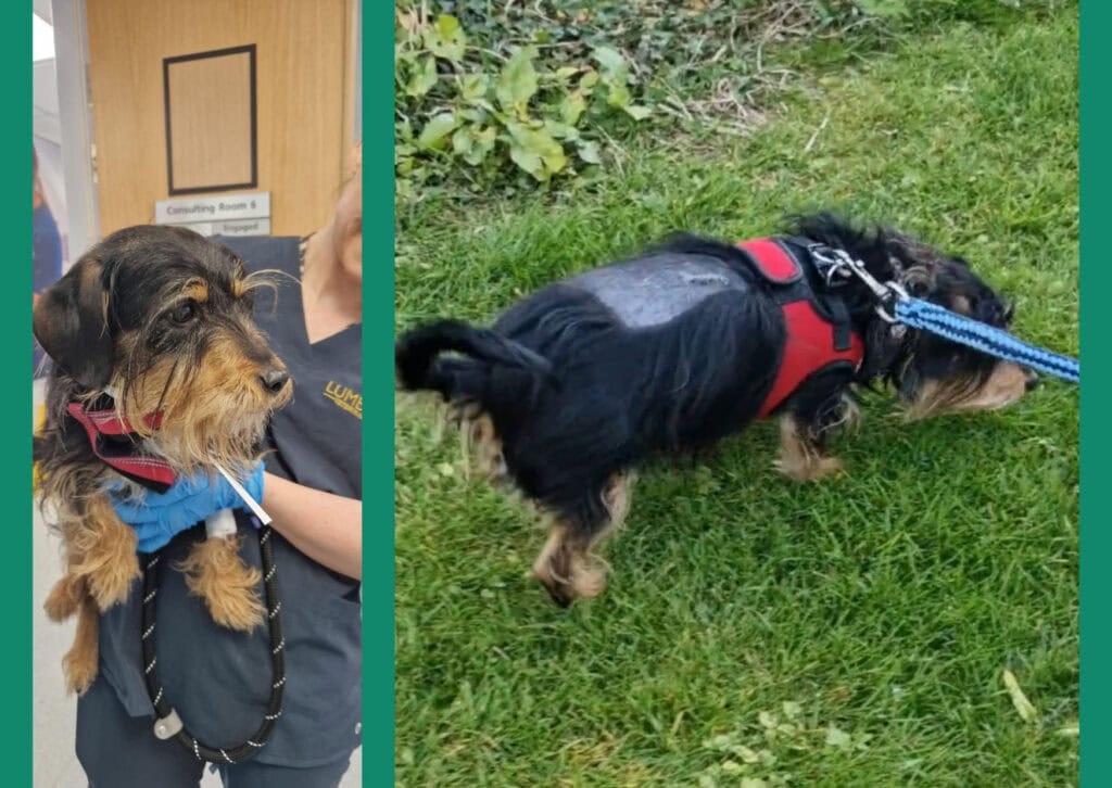 Overcoming Spinal Issues – Coco’s Brave Journey.