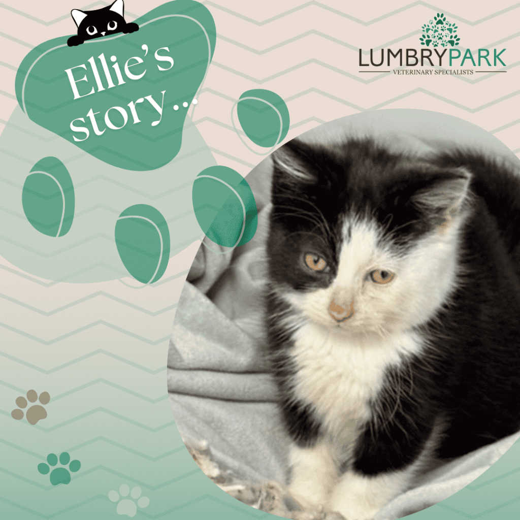 Ellie’s Journey: A Story of Hope and Care