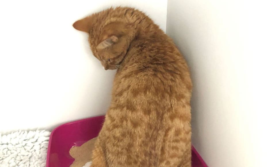 Lower Urinary Tract Diseases in Cats