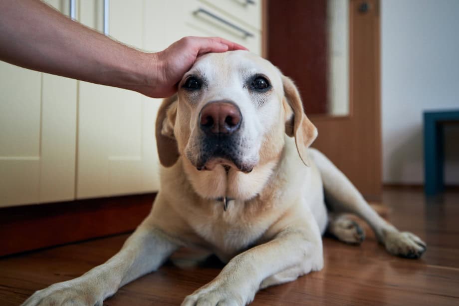 UK first: Minimally invasive endoscopic surgery launched for canine lumbosacral disease